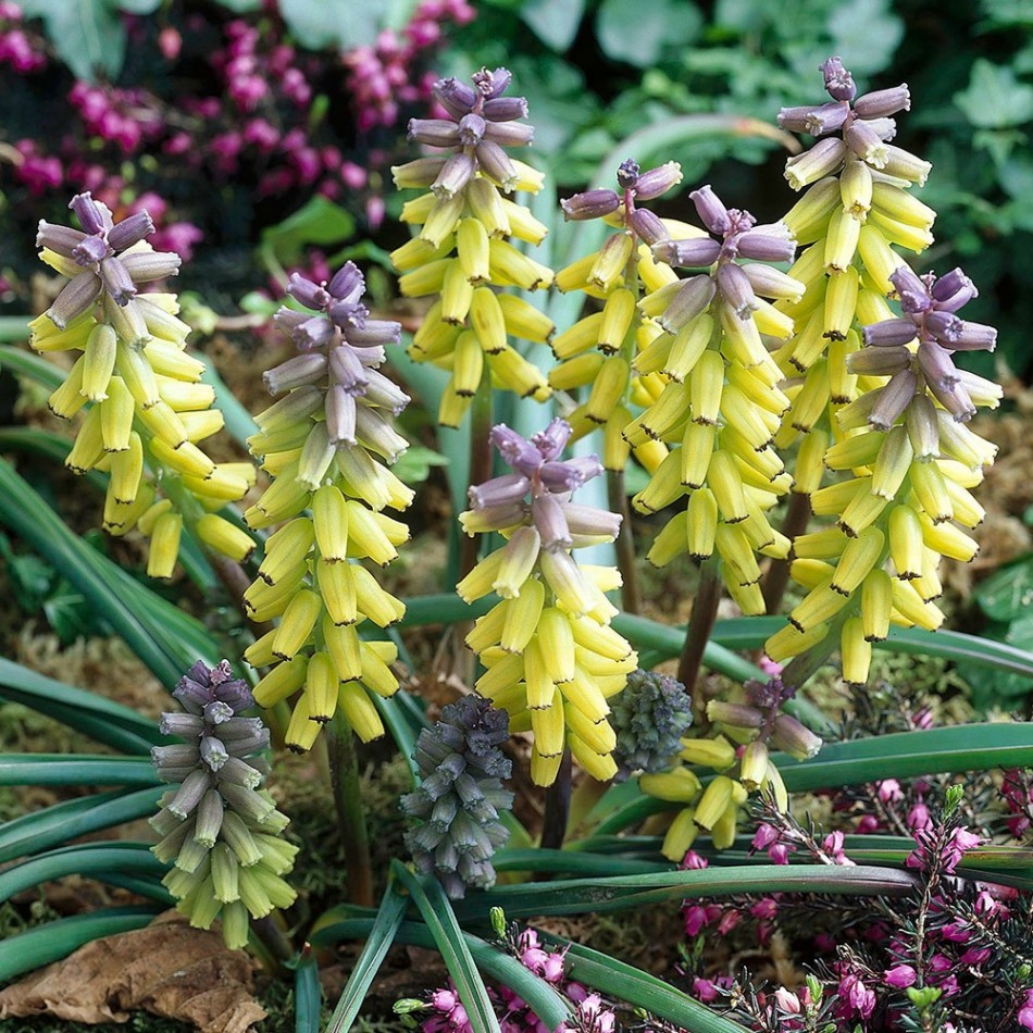 Превью изображения