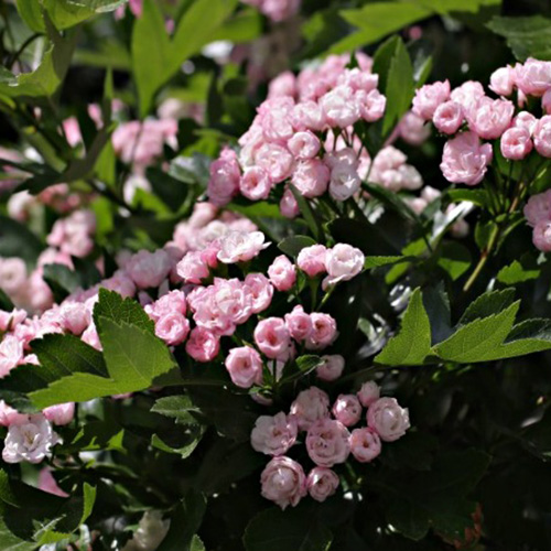 Превью изображения