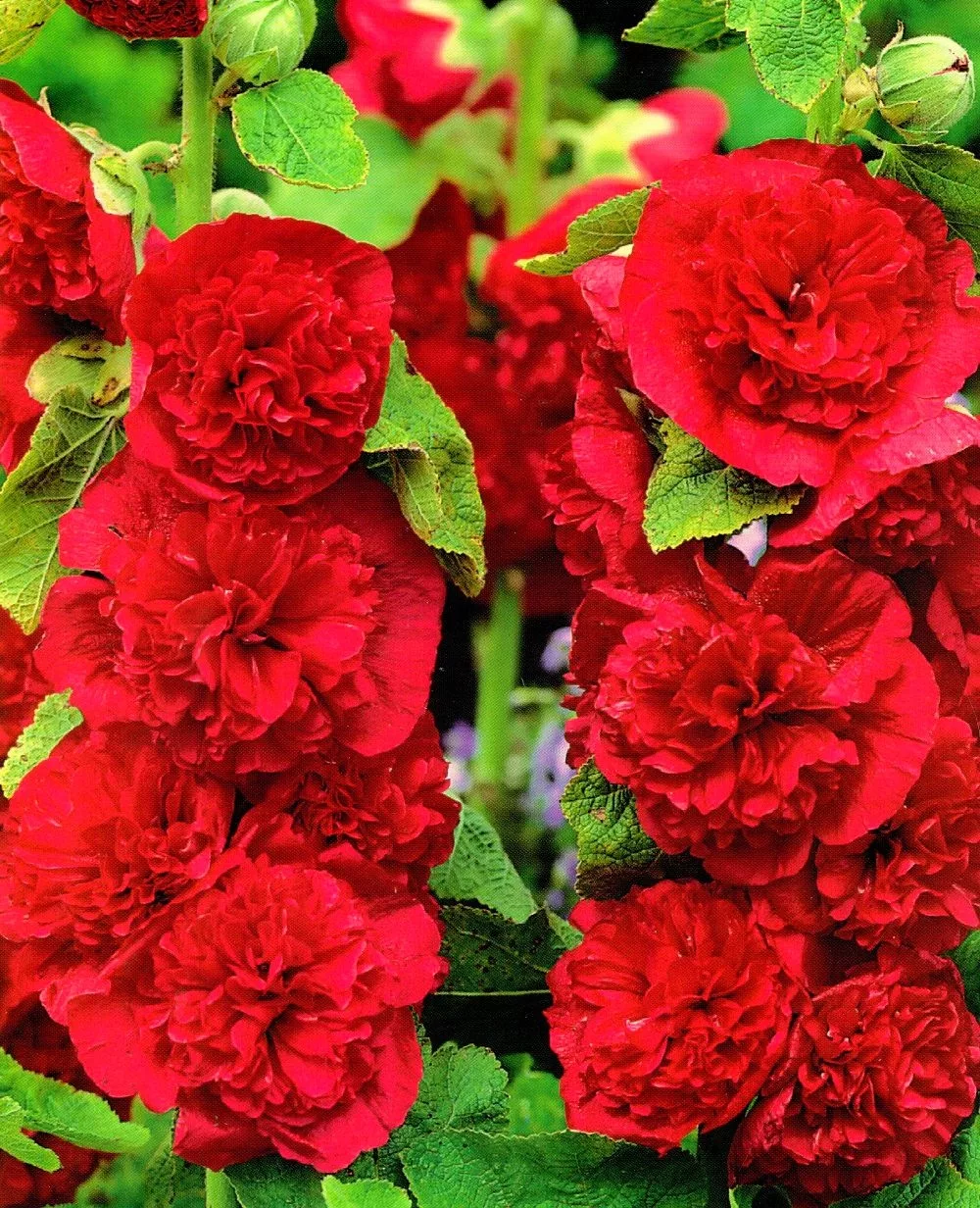 Превью изображения