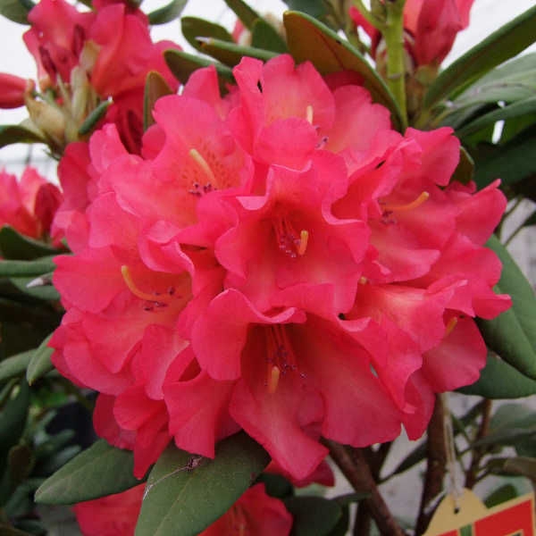 Превью изображения