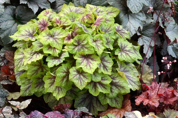 Превью изображения