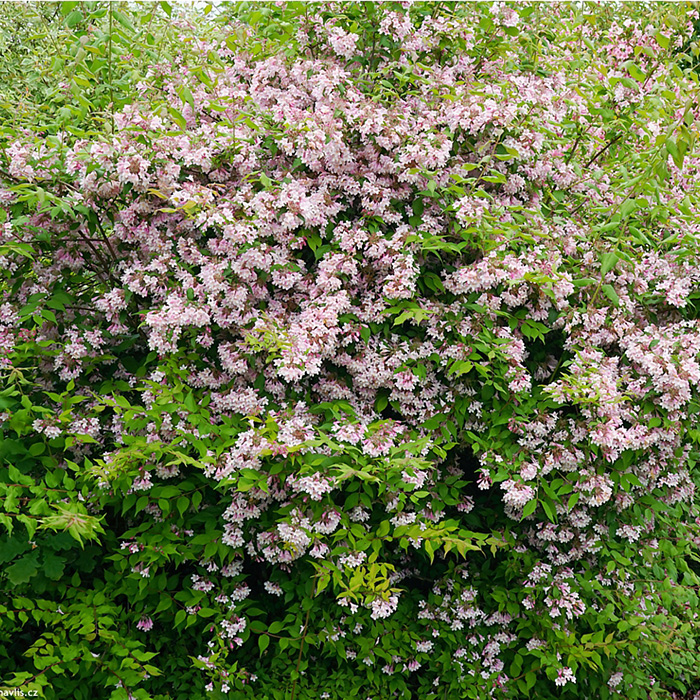 Превью изображения