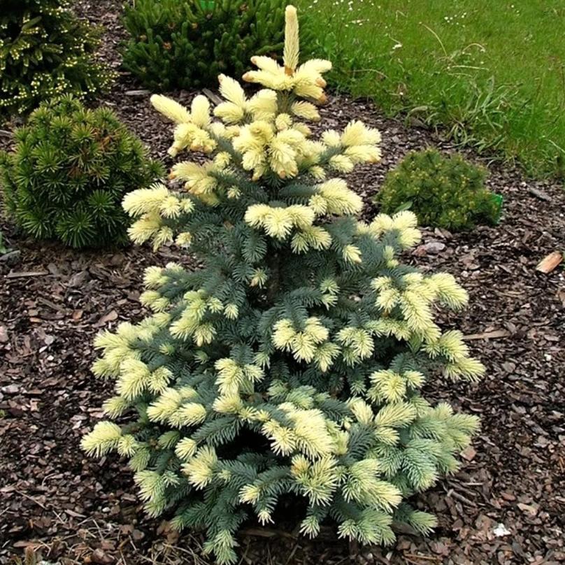 Превью изображения