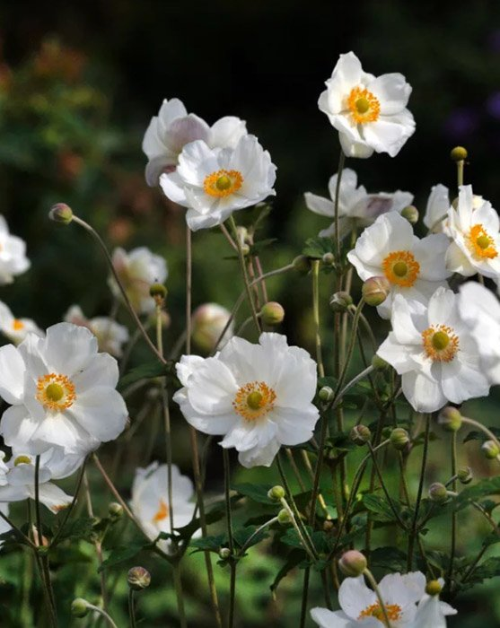 Превью изображения