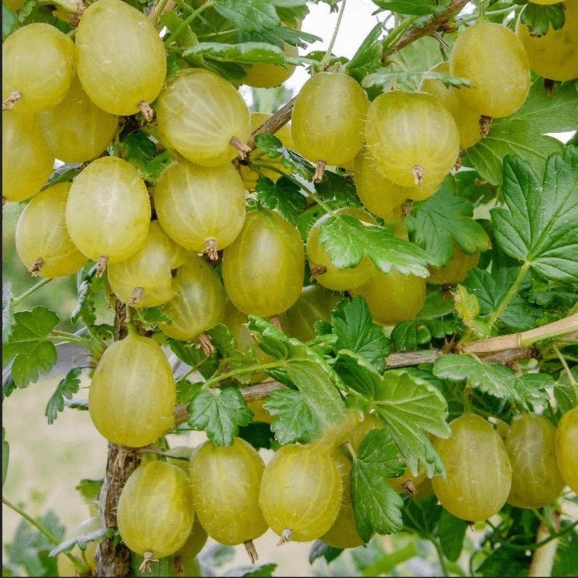 Превью изображения