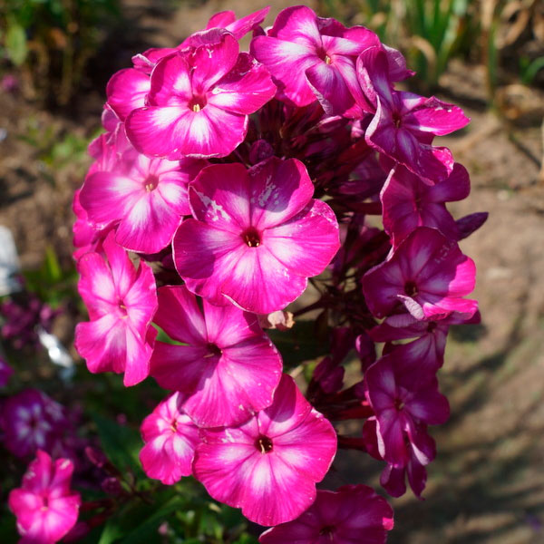 Превью изображения