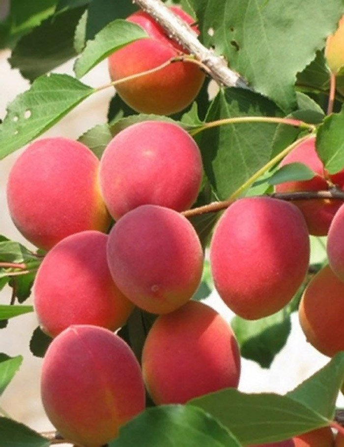 Превью изображения