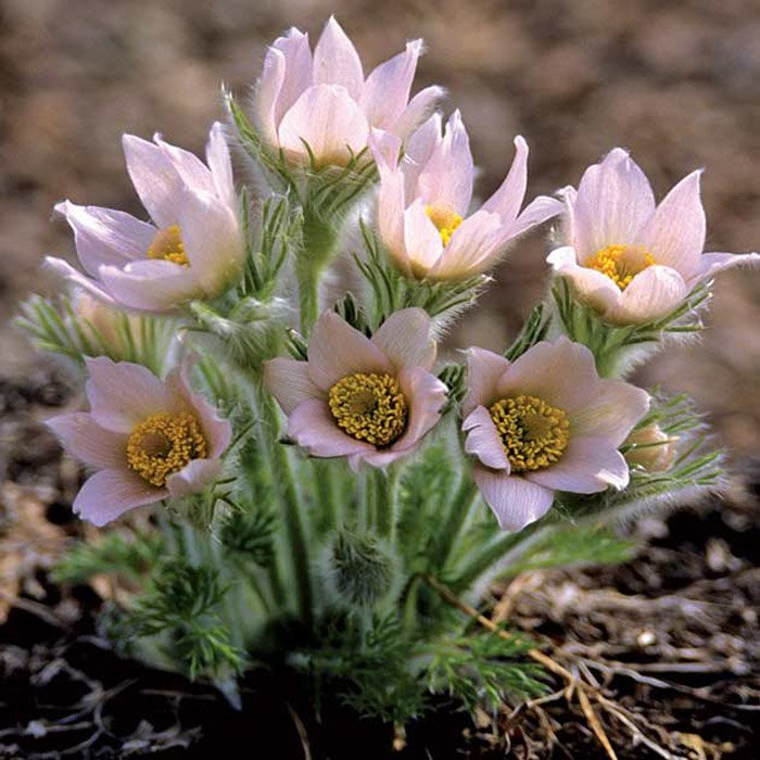 Превью изображения