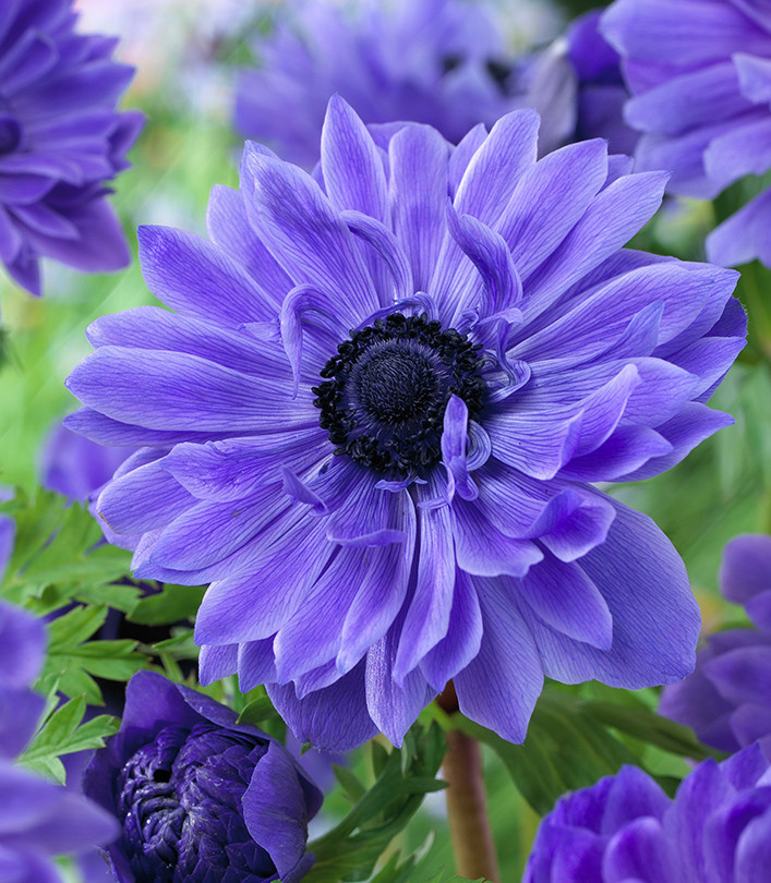 Превью изображения