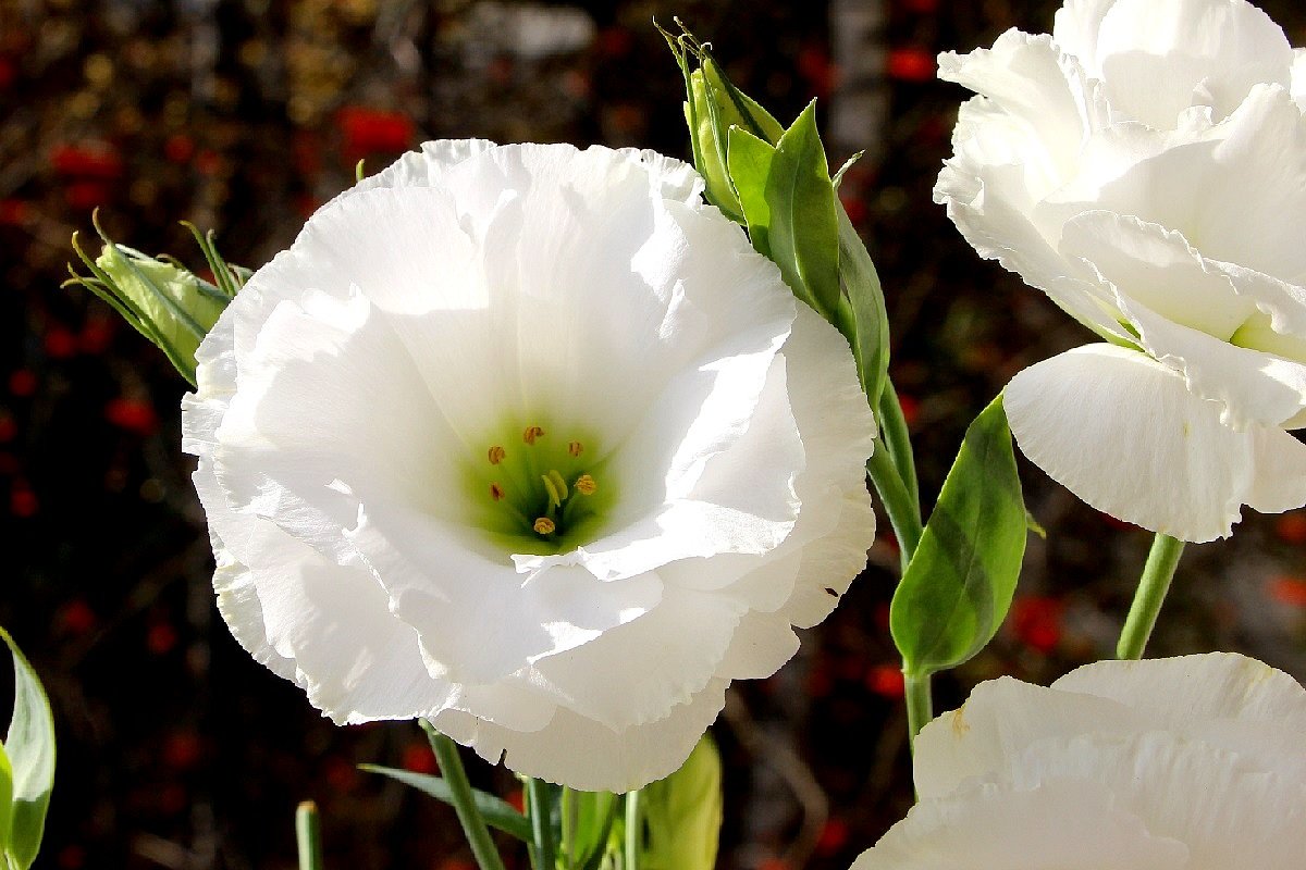 Превью изображения