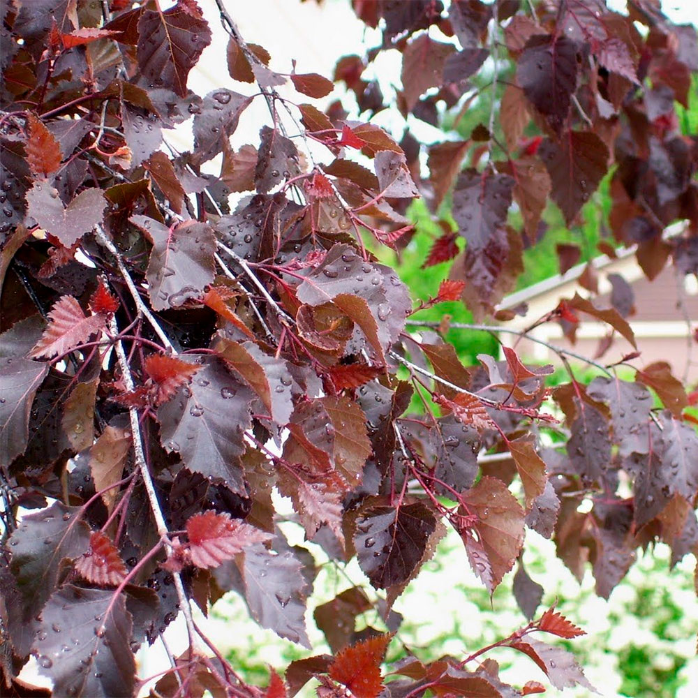 Превью изображения