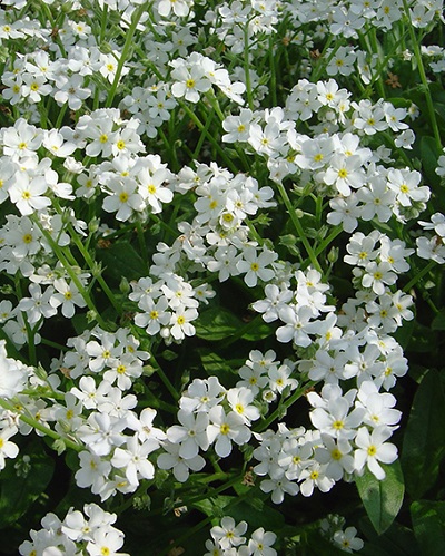 Превью изображения