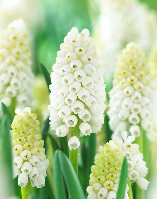 Превью изображения