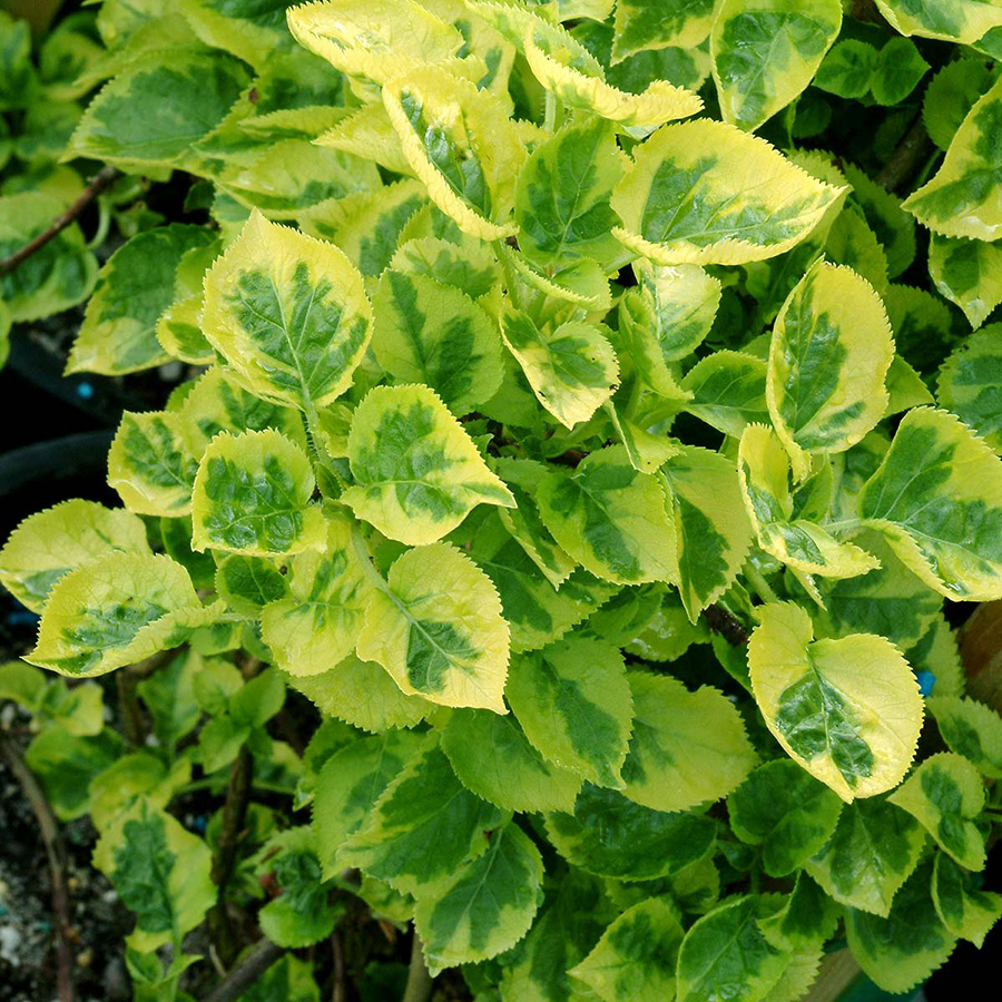 Превью изображения