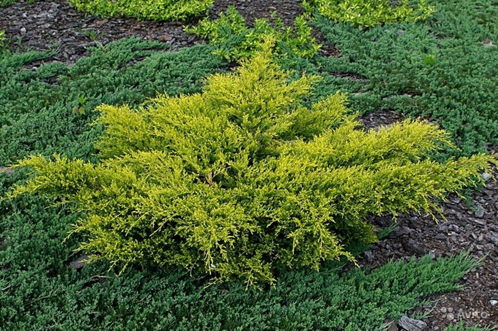 Превью изображения