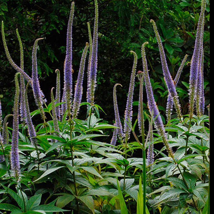 Превью изображения