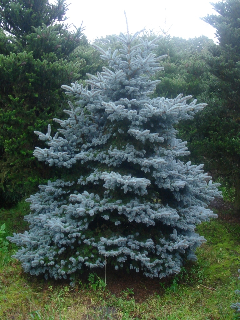 Превью изображения