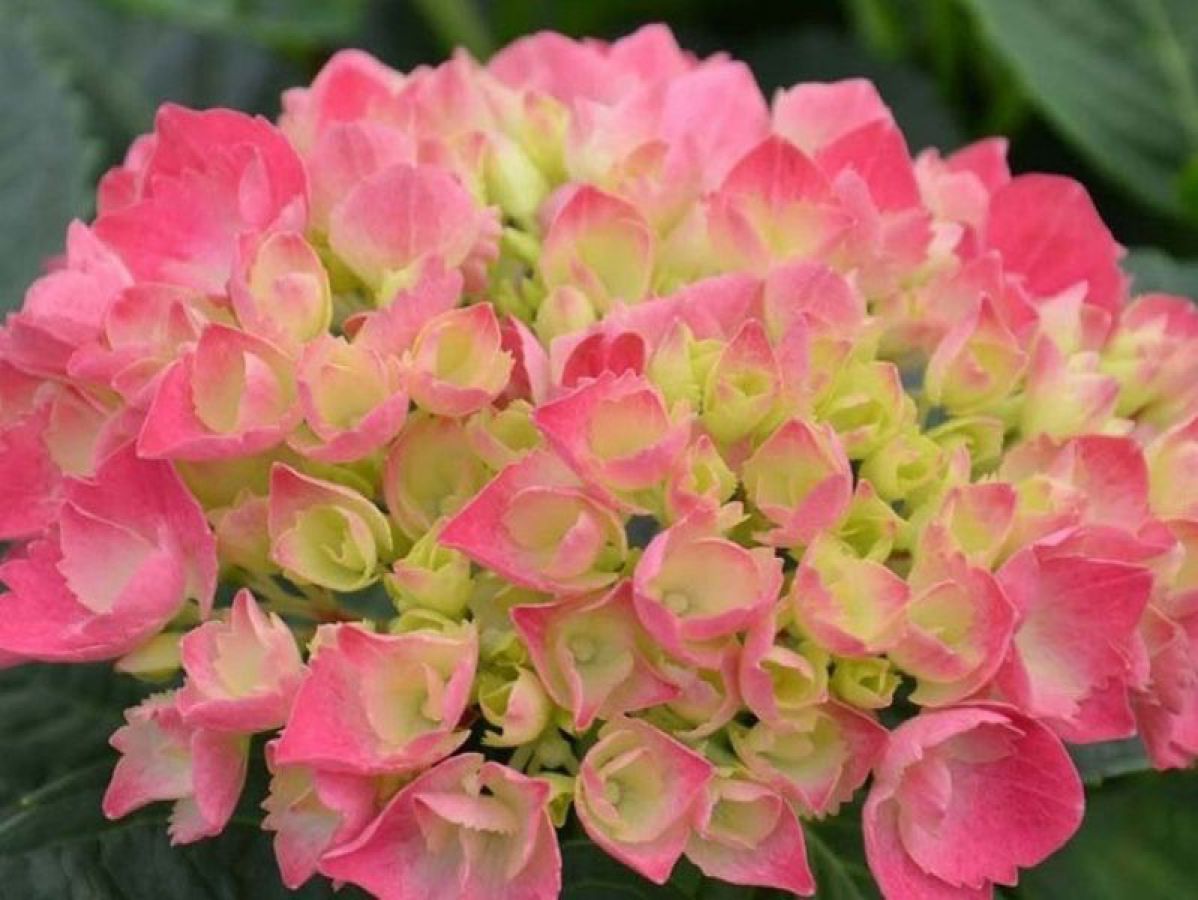 Превью изображения