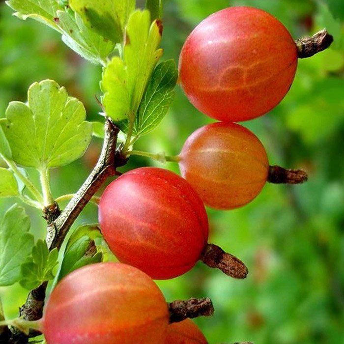 Превью изображения