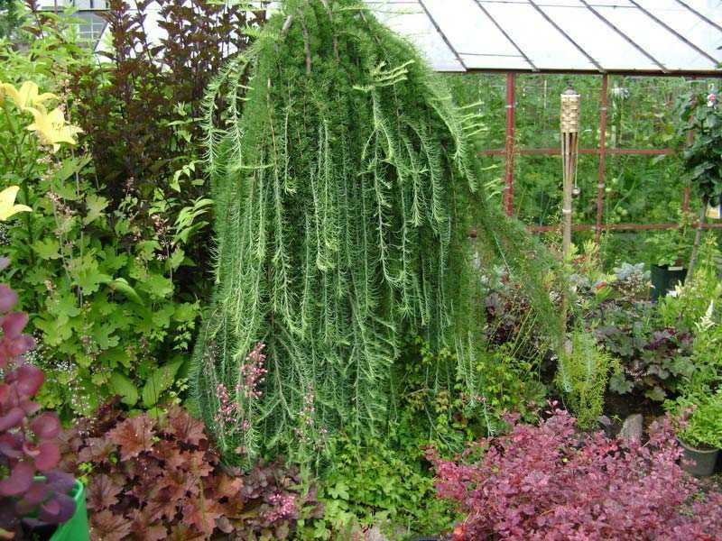 Превью изображения