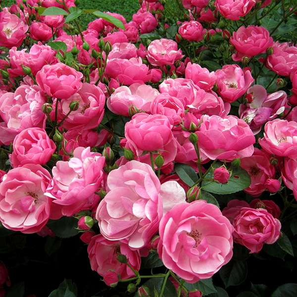 Превью изображения