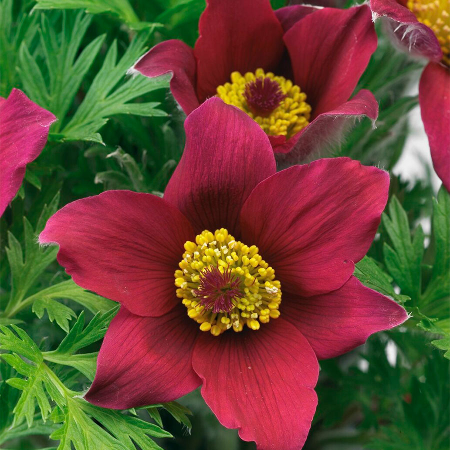 Превью изображения