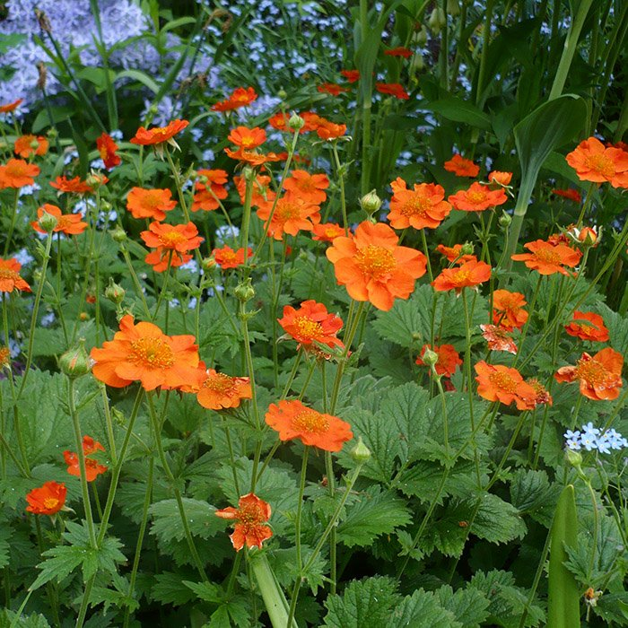 Превью изображения