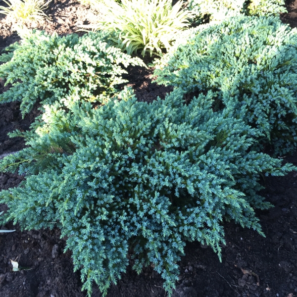 Превью изображения