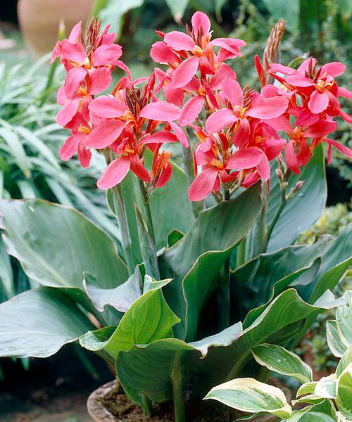 Превью изображения