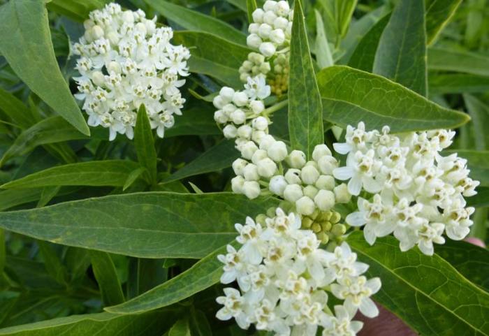 Превью изображения