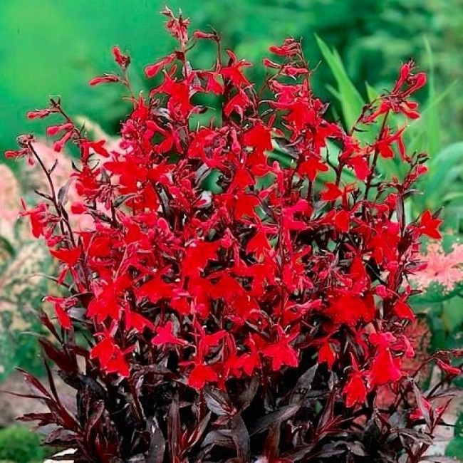 Превью изображения