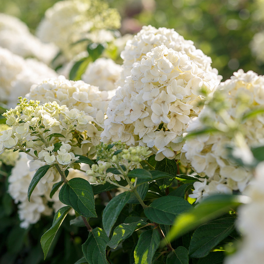 Превью изображения