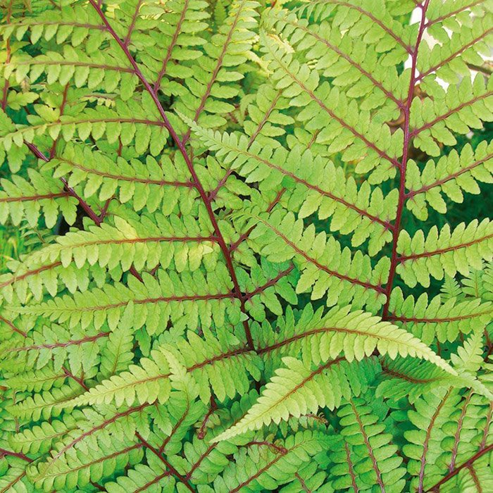 Превью изображения