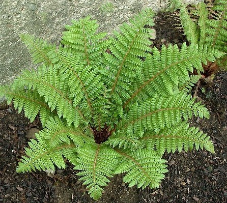 Превью изображения