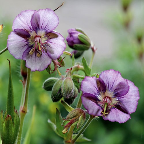 Превью изображения