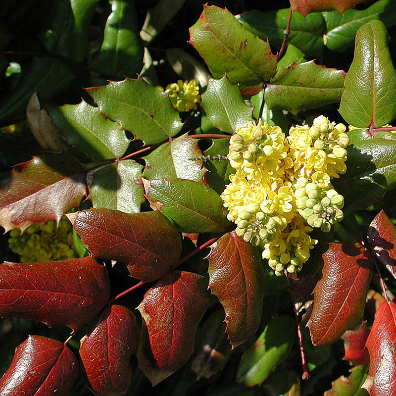 Превью изображения