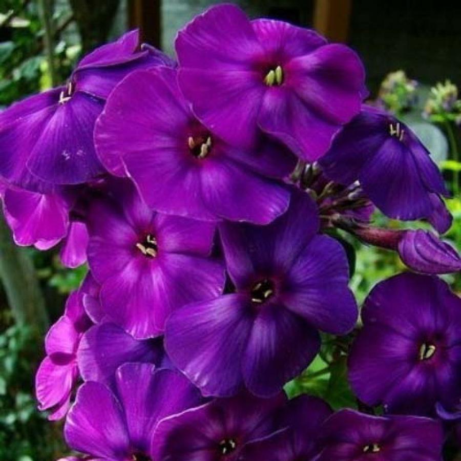 Превью изображения