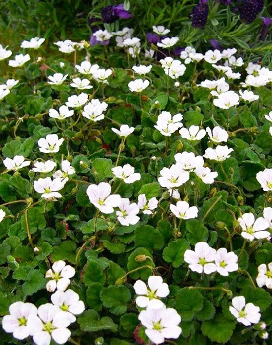 Превью изображения