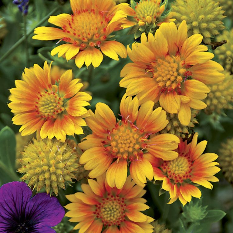 Превью изображения