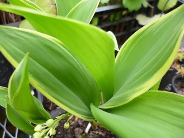 Превью изображения