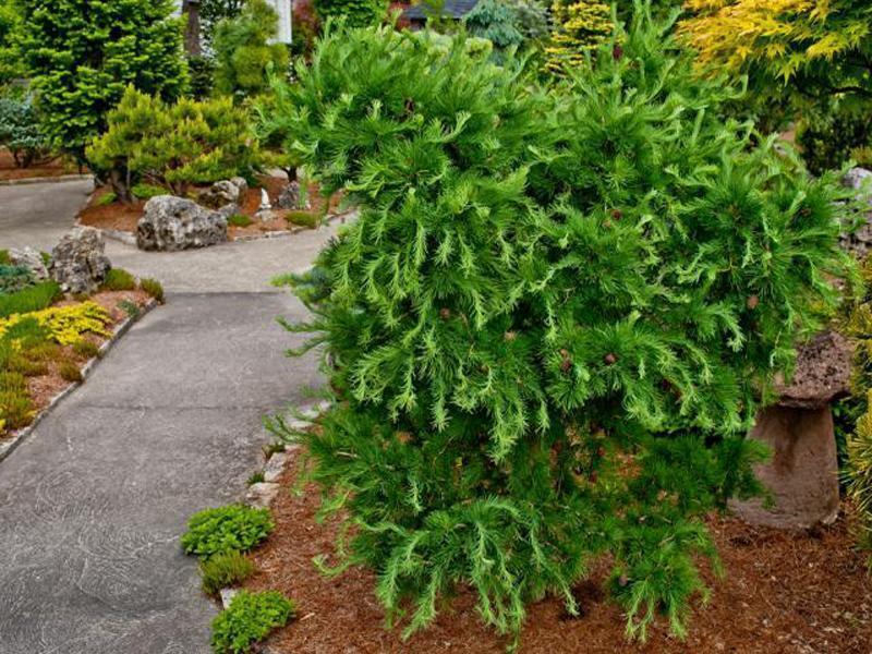 Превью изображения