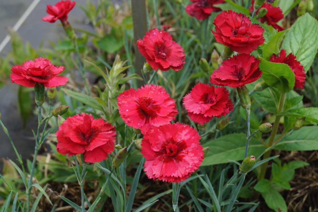 Превью изображения