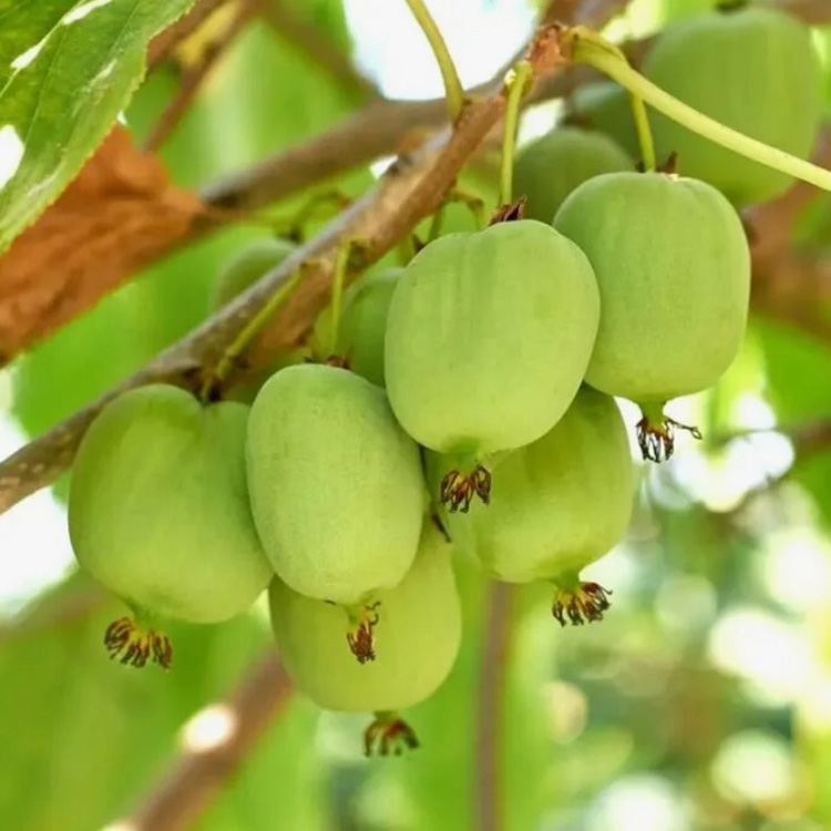 Превью изображения