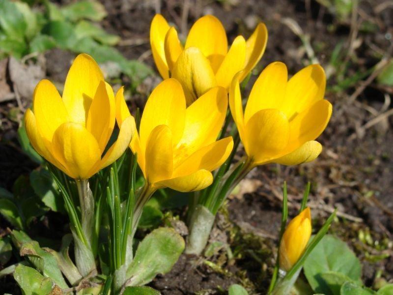 Превью изображения