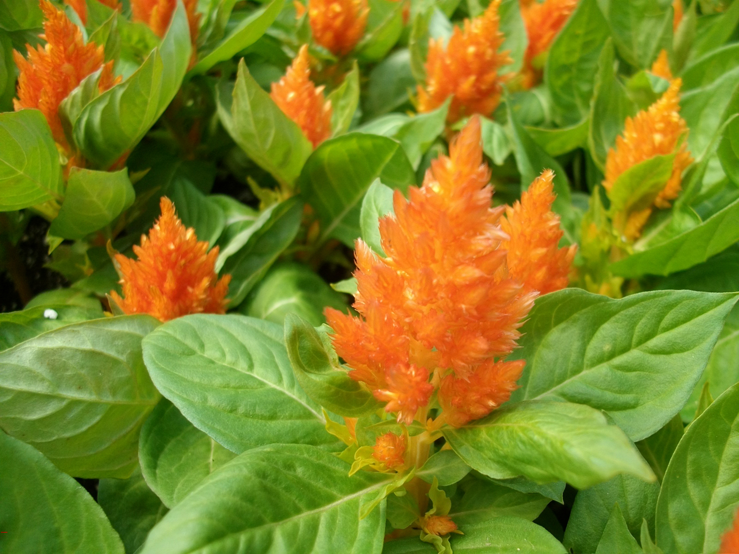 Превью изображения