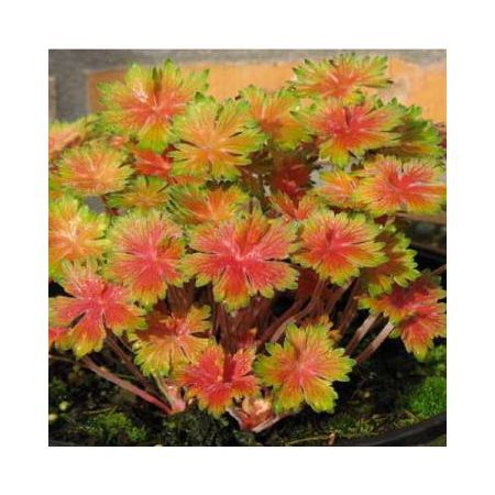 Превью изображения