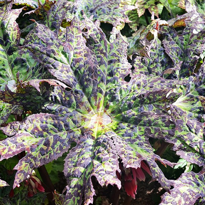 Превью изображения