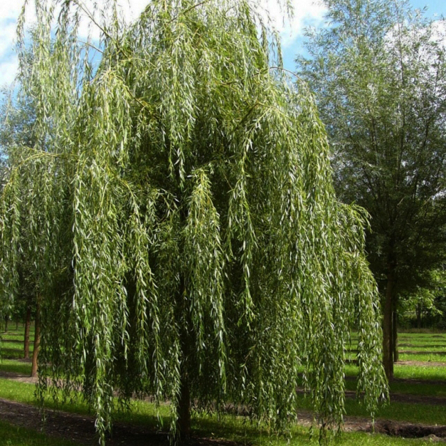 Превью изображения