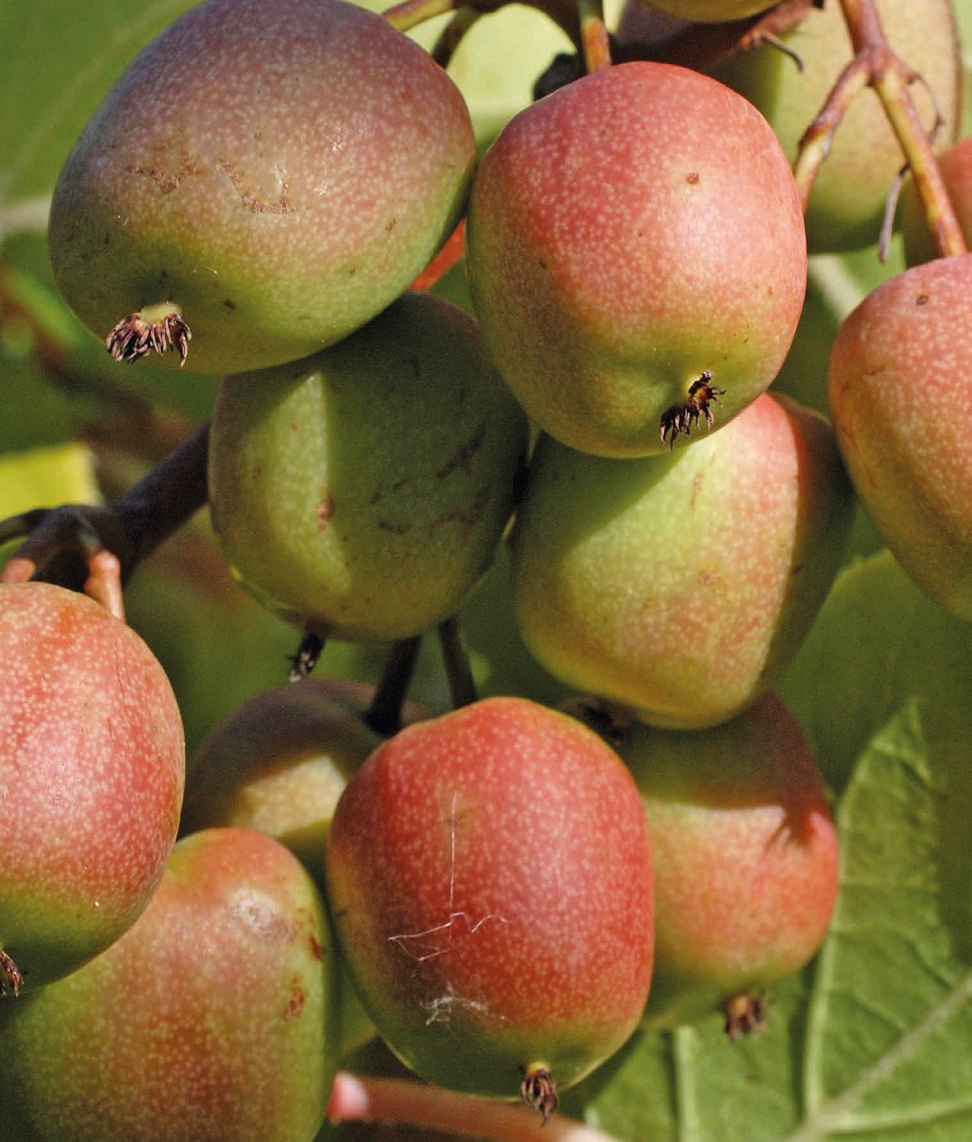 Превью изображения