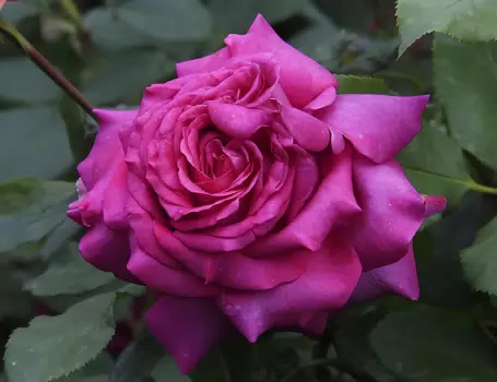 Превью изображения